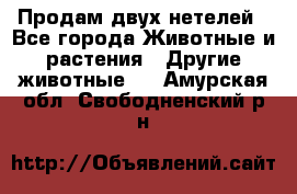 Продам двух нетелей - Все города Животные и растения » Другие животные   . Амурская обл.,Свободненский р-н